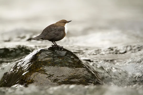 White-throated dipper, bird in middle of river — Stock Photo, Image