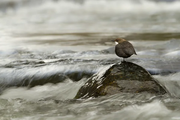 White-throated dipper, bird in middle of river — Stock Photo, Image