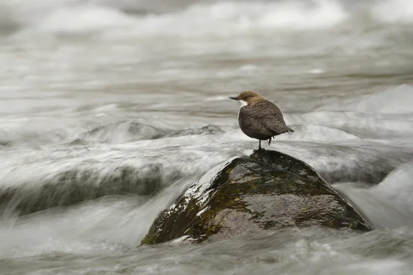 White-throated dipper, bird in middle of river — Stock Photo, Image