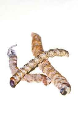 yarsagumba Himalaya altın, nepal