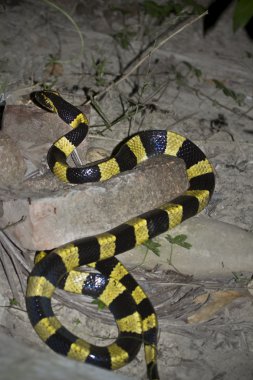 şeritli yılanı yılan nakit bungarus fasciatus Nepal