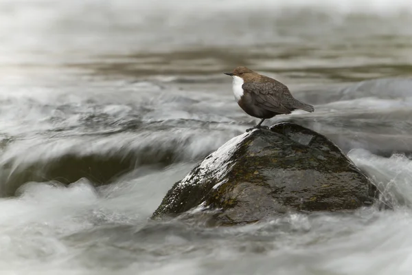Plongeur à gorge blanche, oiseau au milieu de la rivière — Photo