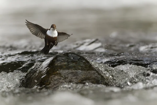 White-throated dipper, bird flying in middle of river — Stock Photo, Image