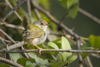 ortak tailorbird nakit orthotomus sutorius Nepal