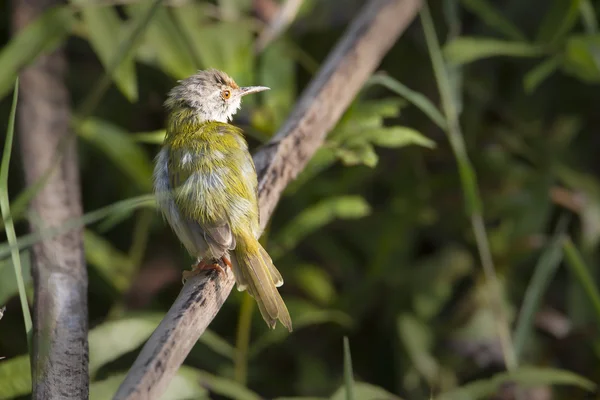 Common tailorbird specie Orthotomus sutorius in Nepal — Stock Photo, Image