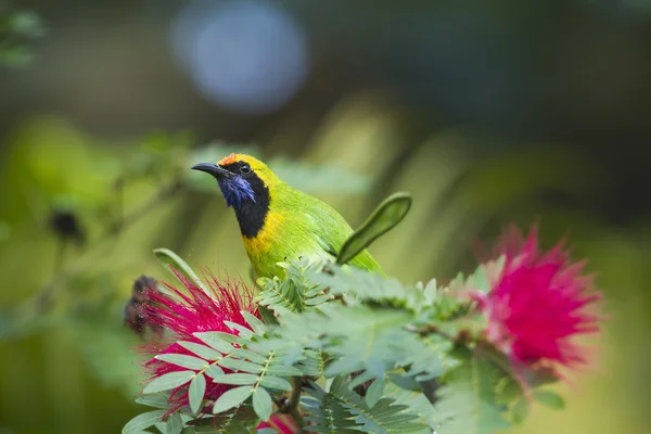 Goldstirn-Blattvogel in rotem Puderpuffbaum — Stockfoto