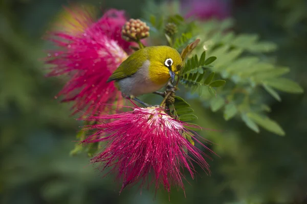 Oriental white-eye bird in red powder buff flowers — Stock Photo, Image