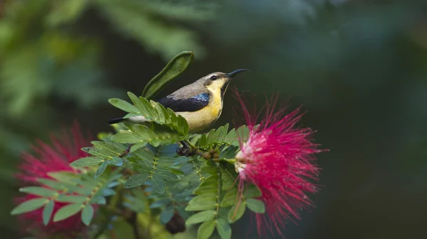 Purple sunbird in red powder puff tree flowers — Stock Photo, Image