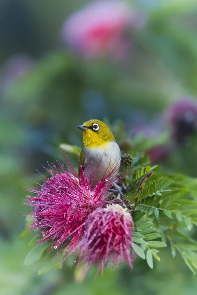 Orientalischer Weißaugenvogel in roten Puderblüten — Stockfoto