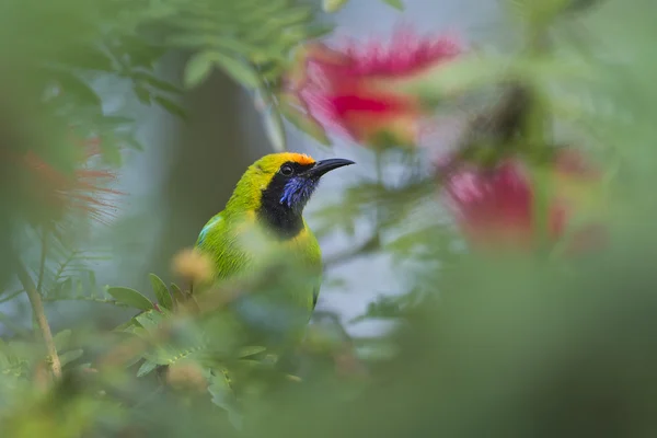 Golden-fronted leafbird in red powder puff tree — Stock Photo, Image
