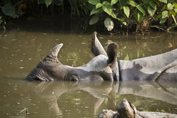 Gros plan sur le rhinocéros à cornes au Népal — Photo