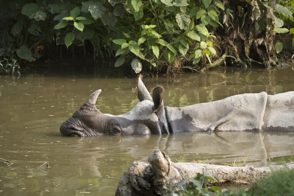 Close-up de rinocerontes de um chifre maior no Nepal — Fotografia de Stock