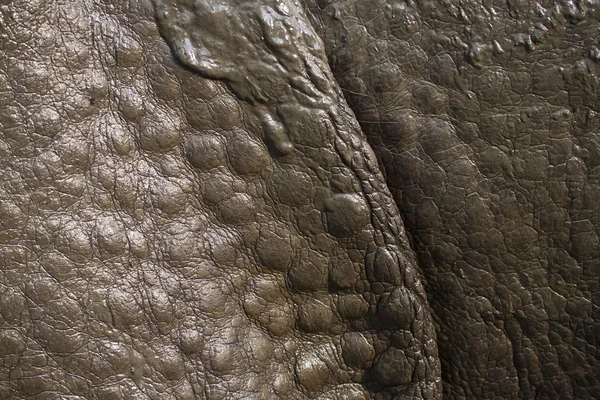 Detail van grotere eenhoornige neushoorn huid — Stockfoto