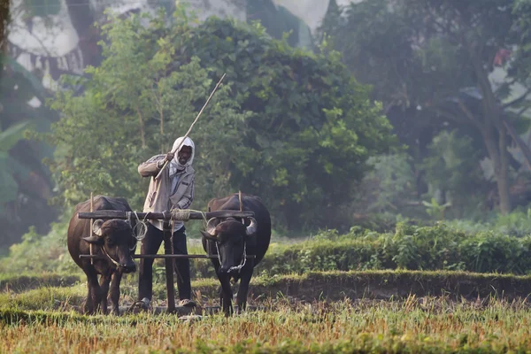 Tharu man ploegen met ox kar — Stockfoto