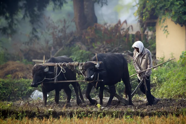 Tharu man plöjning med oxe cart — Stockfoto