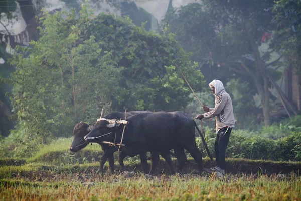 Tharu man ploegen met ox kar — Stockfoto