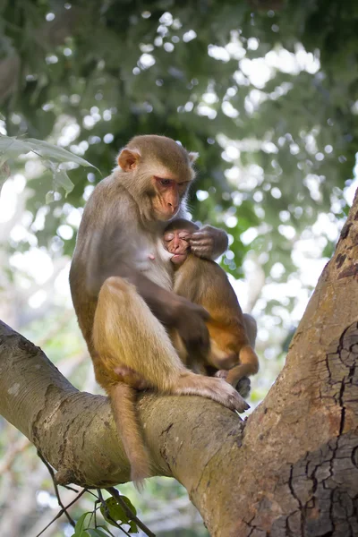 Madre Rhesus macaco con chupar bebé —  Fotos de Stock
