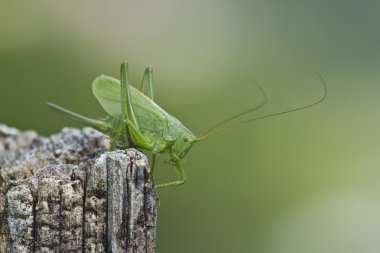 büyük yeşil çalı-kriket nakit tettigonia viridissima, Fransa