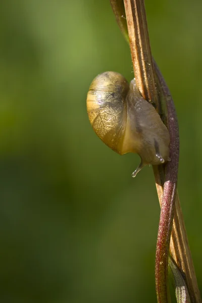 A borostyán csiga közelről — Stock Fotó