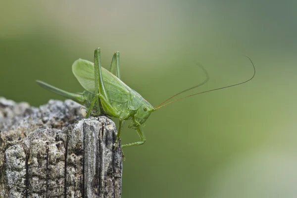 Büyük yeşil çalı-kriket nakit tettigonia viridissima, Fransa — Stok fotoğraf