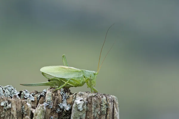 Great Green Bush-Cricket specie Tettigonia viridissima, Francia — Foto de Stock