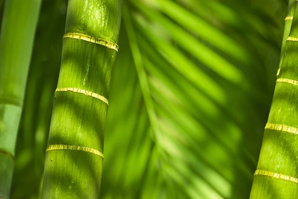 Деталь пальмового дерева для природного фону — стокове фото