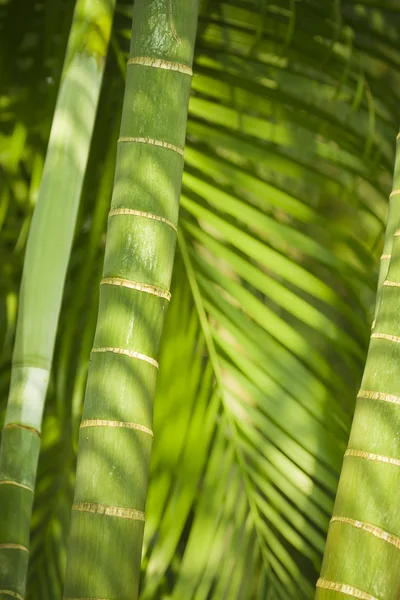 Detail of palm tree for natural background — Stock Photo, Image