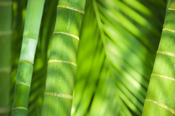 Detail of palm tree for natural background — Stock Photo, Image