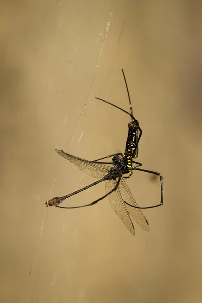 金色的 orb 网蜘蛛吃 dragonf nephila pilipes specie — 图库照片