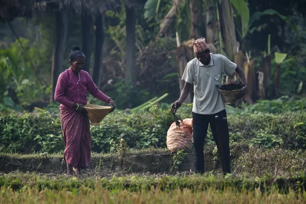 Tharu man and woman strewing seeds in fields — Stock Photo, Image