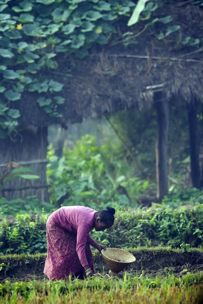 Tharu man strewing seeds in fields — Stock Photo, Image