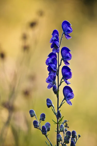 Aconit napel flower en Vosges, Francia — Foto de Stock