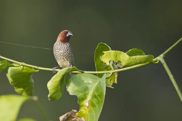 Pullu göğüslü munia kuş Nepal — Stok fotoğraf