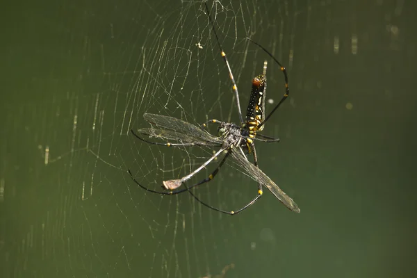 Nephila pilipes nakit Altın Küre-web örümcek bir dragonf yeme — Stok fotoğraf