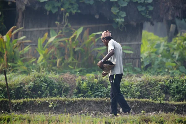 Tharu homem espalhando sementes em campos — Fotografia de Stock