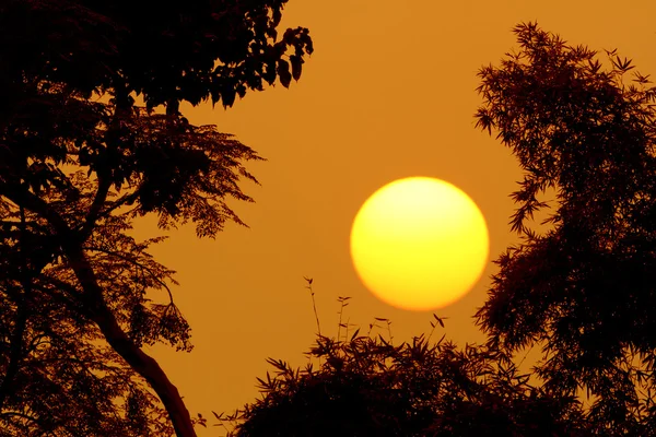 Pôr do sol no meio da floresta — Fotografia de Stock