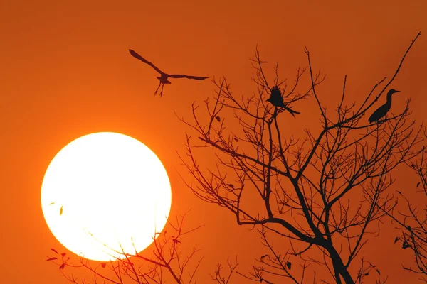 Sunset with flying heron bird — Stock Photo, Image