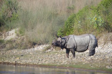 riverside Nepal içinde büyük tek boynuzlu gergedan