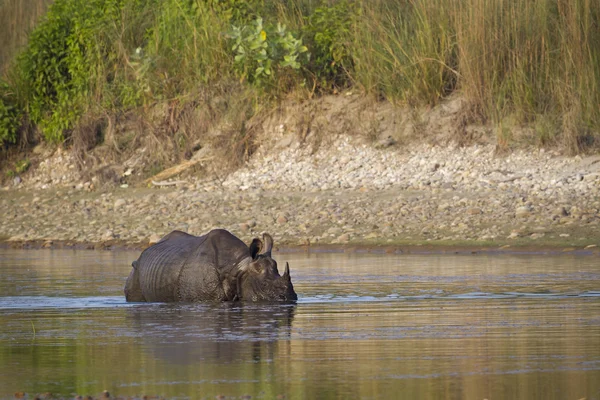 Större en-horned noshörning med bad i nepal — Stockfoto