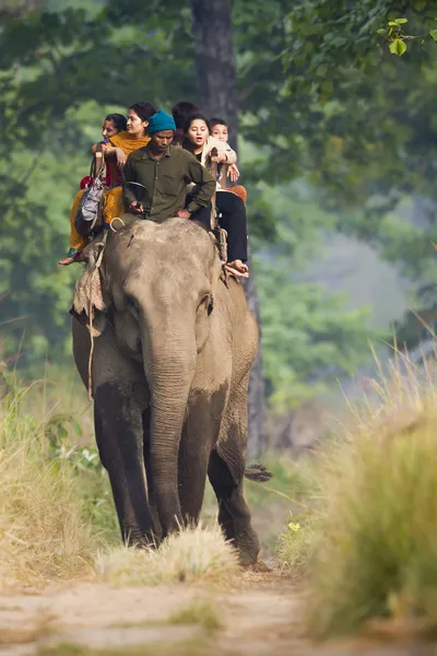 Elephant safari in Bardia National Park — Stock Photo, Image