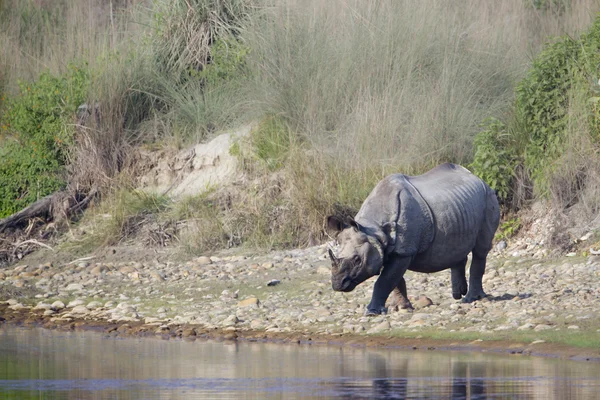 Greater one-horned rhinoceros in riverside in Nepal — Stock Photo, Image