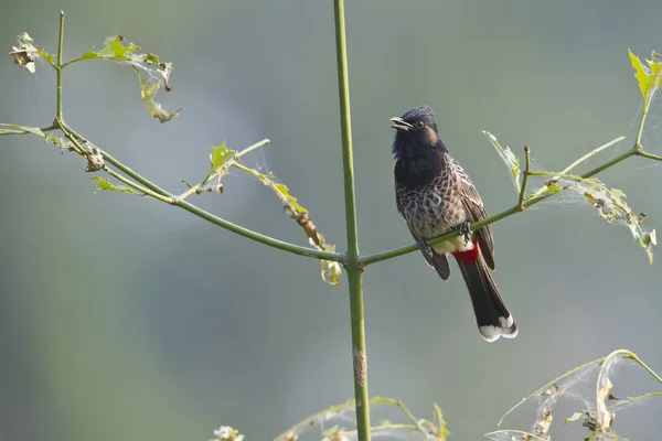 Bulbul pájaro de ventilación roja en Nepal — Foto de Stock