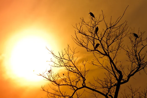 Garça lagoa indiana no pôr do sol — Fotografia de Stock