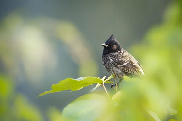 Red-vented bulbul bird in Nepal — Stock Photo, Image