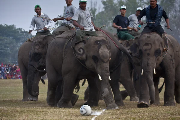 Elefantfotball Elefantfestival, Chitwan 2013, Nepal – stockfoto