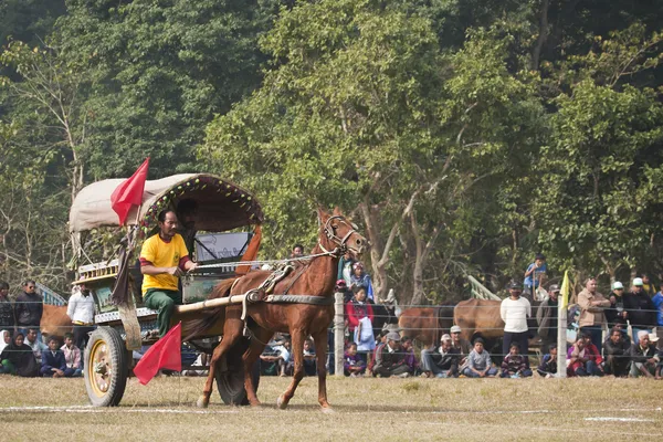 Horse cart race - Elephant festival, Chitwan 2013, Nepal — Stock Photo, Image