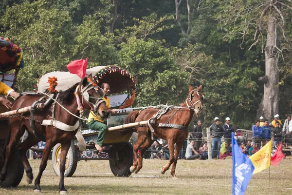 Pferdewagenrennen - Elefantenfest, Chitwan 2013, Nepal — Stockfoto