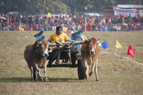 Elefantenfest, Chitwan 2013, Nepal — Stockfoto