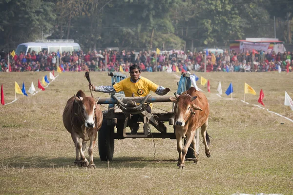 Elephant festival, Chitwan 2013, Nepal — Stock Photo, Image