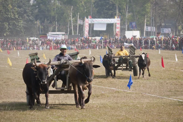 Festival des éléphants, Chitwan 2013, Népal — Photo